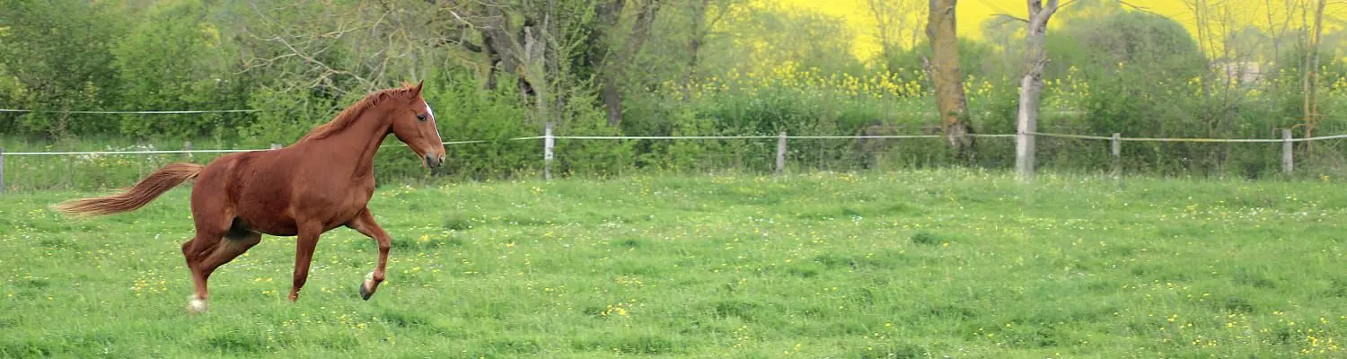 Cheval au parc de l'Écurie Peltier