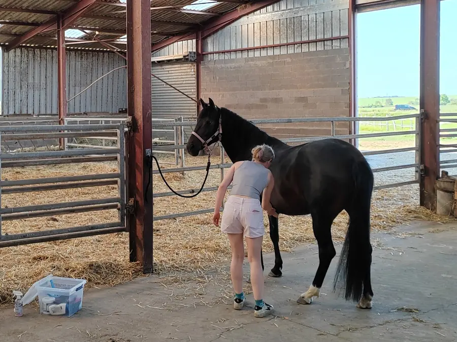 Cheval en train d'être brossé