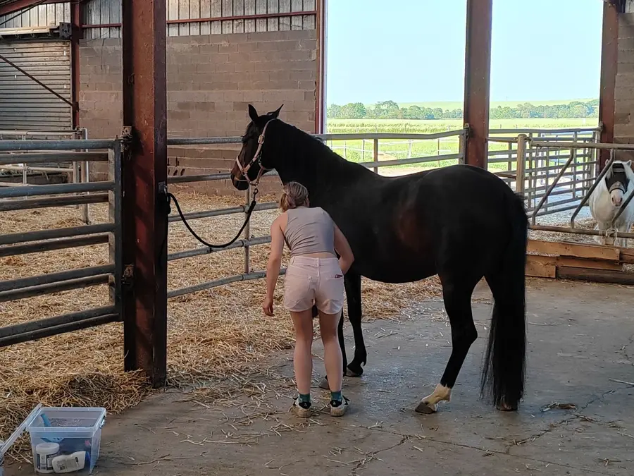 Espace commun de préparation des chevaux
