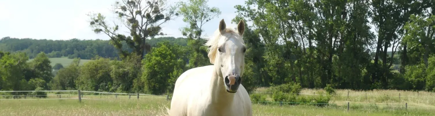 Cheval au parc de l'Écurie Peltier