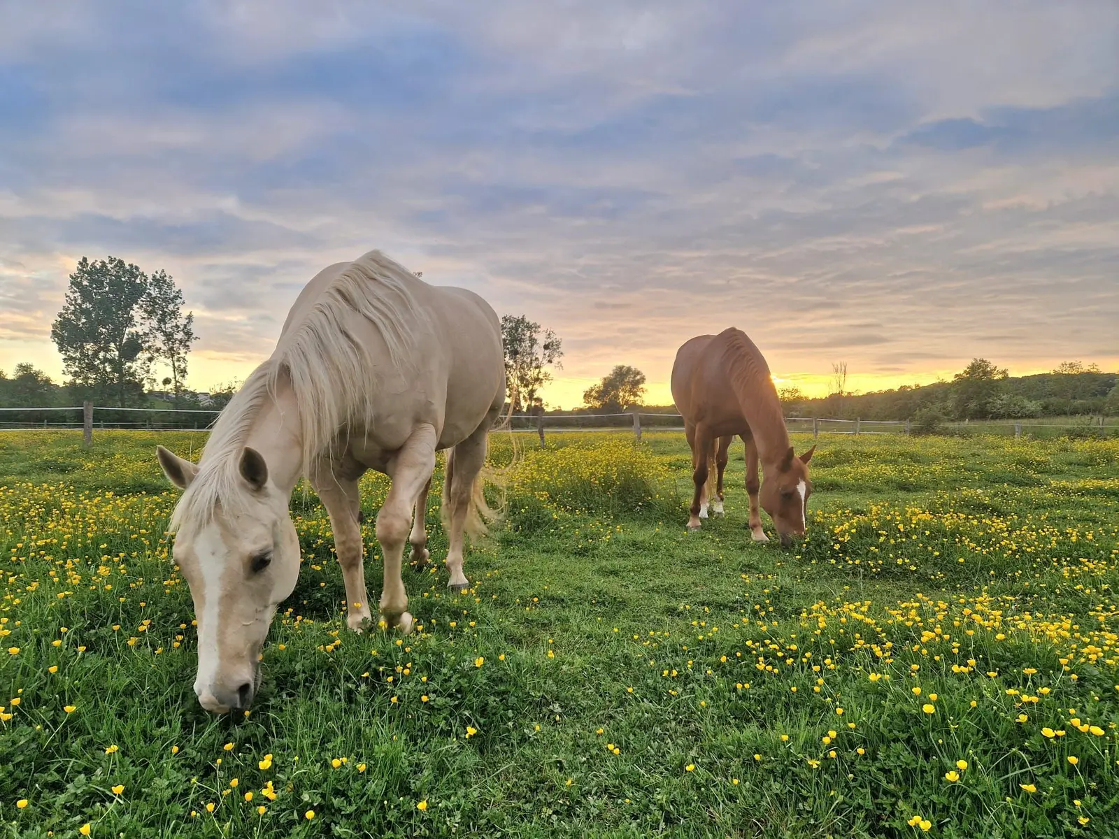 Chevaux au parc de l'Écurie Peltier