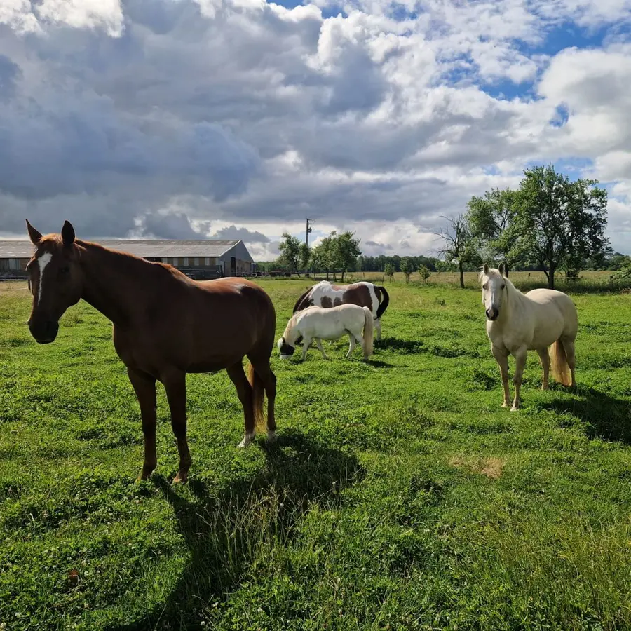 Chevaux dans un parc