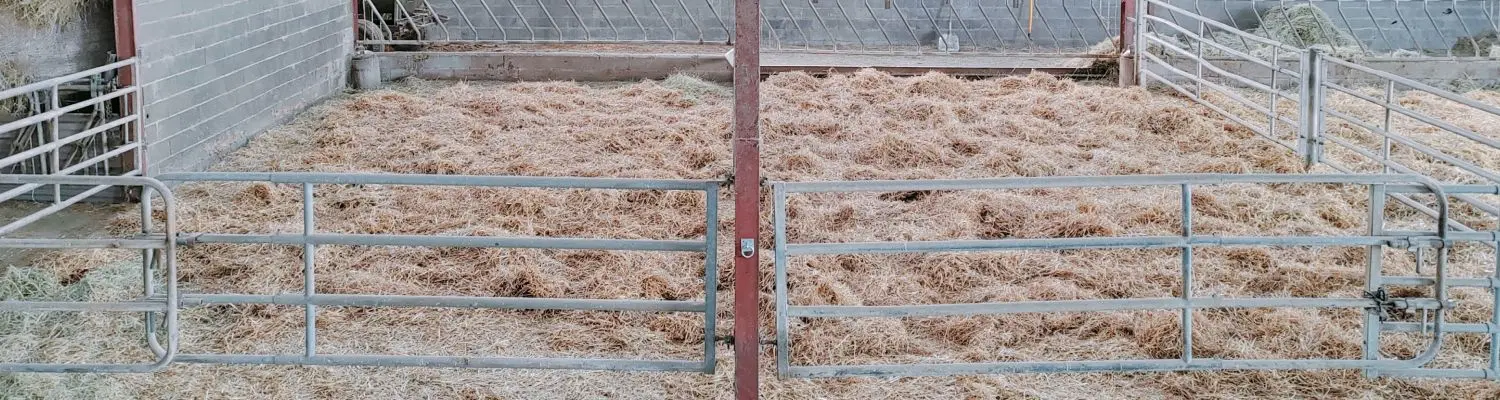 Cheval au parc de l'Écurie Peltier
